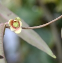 Schisandra propinqua