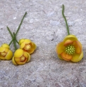 Schisandra sphenanthera