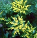 Sedum takesimense