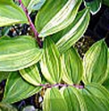 Polygonatum odoratum 'Shiro Shima Fu'