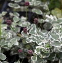Sanguisorba microcephala 'Fukurin fu'