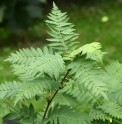 Sorbus parvifructa