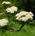 Sorbus scalaris 