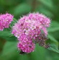 Spiraea sp. (groupe japonica)