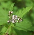 Spiraea formosana CMBTW1713