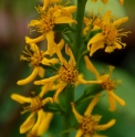 Ligularia splendens