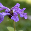 Stachys abchasica