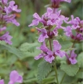 Stachys grandiflora