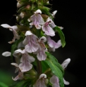 Stachys riederi var.intermedia