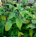 Strobilanthes CBCH862 