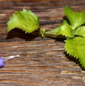 Strobilanthes flexicaulis CMBTW1500