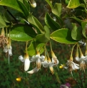 Styrax confusa CH2796