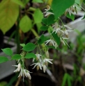 Styrax formosana