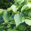 Styrax hemsleyanus