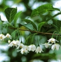 Styrax hookeri