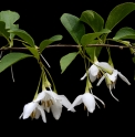 Styrax japonica var.fargesii