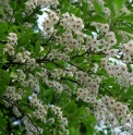 Styrax japonica 