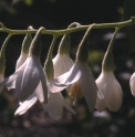 Styrax obassia CMBJP1771