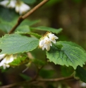 Styrax shiraianus