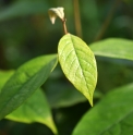 Styrax suberifolius TW4062