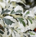 Styrax japonica 'Variegata'