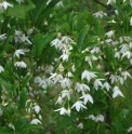 Styrax wuyuanensis