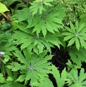 Syneilesis palmata 'Hagoromo'