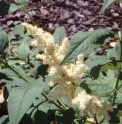 Syringa fauriei 