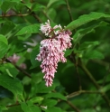 Syringa komarovii