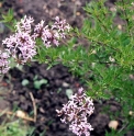 Syringa afghanica