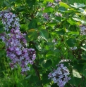 Syringa oblata