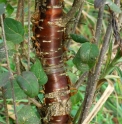 Syringa pekinensis