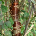 Syringa pekinensis