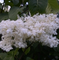 Syringa reticulata 