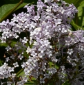 Syringa villosa 