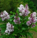 Syringa wolfii