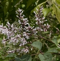 Syringa yunnanensis DS377