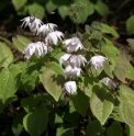 Epimedium 'Tama Botan'