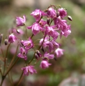 Epimedium 'Tanima No Yuki'