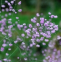 Thalictrum delavayi 'Hewitt's Double'