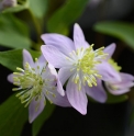 Thalictrum x nishiki