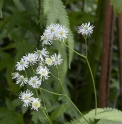 Trautvetteria japonica 