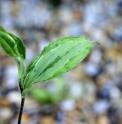 Tricyrtis affinis 'Siro Sankou Nakafu'