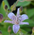 Tricyrtis cf. stolonifera TW3755