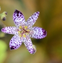 Tricyrtis 'Fuji no Niji'