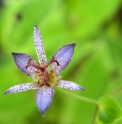 Tricyrtis formosana 'Gilt Edge'