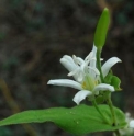 Tricyrtis hirta f.albescens