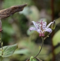 Tricyrtis hirta 'Taiwan Abdane'