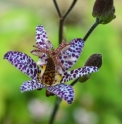 Tricyrtis formosana 'Kestrel'