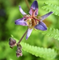 Tricyrtis lasiocarpa